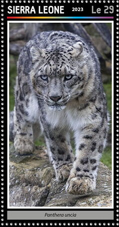 Panthera uncia