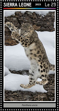 Stamp, Panthera uncia, Sierra Leone,  , Animals (Fauna), Leopards, Mammals, Wild Cats