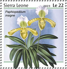 Paphiopedilum insigne