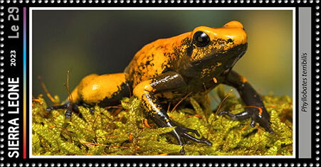 Phyllobates terribilis