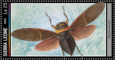 Polyneura ducalis