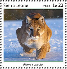 Puma concolor