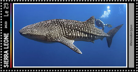 Rhincodon typus