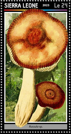 Russula sp.