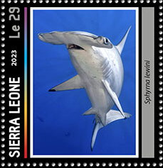 Sphyrna lewini