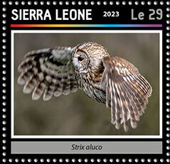 Strix aluco