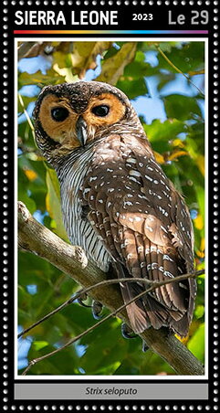 Strix seloputo