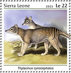 Thylacinus cynocephalus