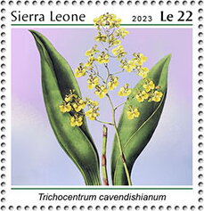 Trichocentrum cavendishianum