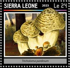 Tricholoma pardinum