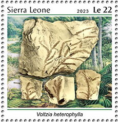 Voltzia heterophylla