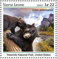 Yosemite National Park, United States, Ursus americanus