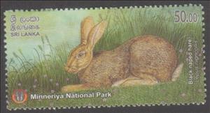 Stamp, Black-Naped Hare (Lepus nigricollis), Sri Lanka,  , Animals (Fauna), Forests, Hares, Mammals
