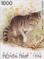 Wildcat (Felis sp.)