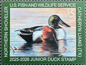 Stamp, Northern shoveler (Spatula clypeata), United States of America,  , Animals (Fauna), Birds, Ducks