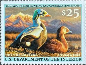 Stamp, Spectacled eider (Somateria fischeri), United States of America,  , Animals (Fauna), Birds, Ducks