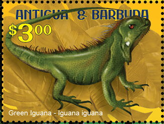 Green Iguana (Iguana iguana)