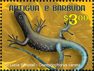 St Lucia Whiptail (Chemidophorus vanzoi)