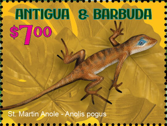 St. Martin Anole (Anolis pogus)