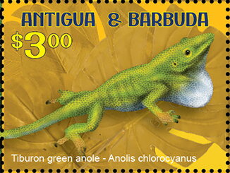 Tiburon Green Anole (Anolis chlorocyanus)