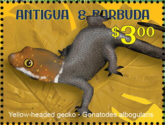 Yellow-headed Gecko (Gonatodes albogularis)