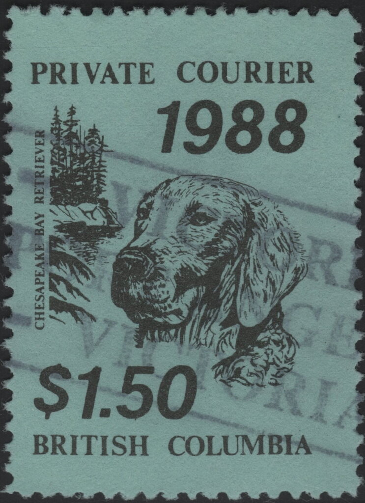Chesapeake Bay Retriever