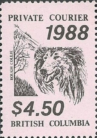 Rough Collie