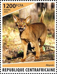 Abyssinian