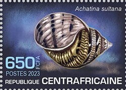 Achatina sultana