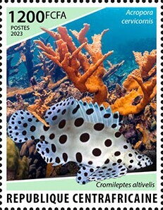 Acropora cervicornis, Cromileptes altivelis
