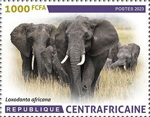 African bush elephant (Loxodonta africana)