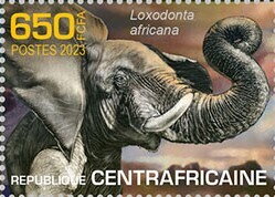 African bush elephant (Loxodonta africana)