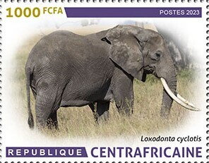 African forest elephant (Loxodonta cyclotis)