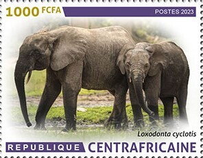 African forest elephant (Loxodonta cyclotis)