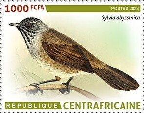African hill babbler (Pseudoalcippe abyssinica)