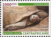 African spurred tortoise (Centrochelys sulcata)