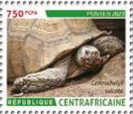 African spurred tortoise (Centrochelys sulcata)