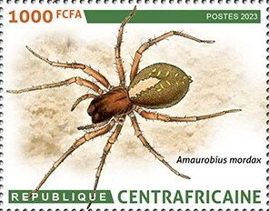 Amaurobius mordax