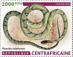 Amazon puffing snake (Pseustes sulphureus)