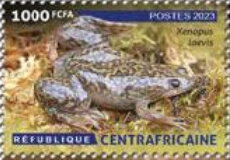 Amphibians and Reptiles of the Central African Republic