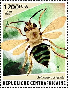 Anthophora cingulata