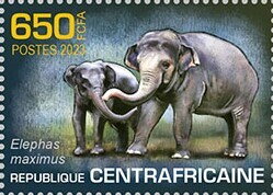 Asian elephant (Elephas maximus)