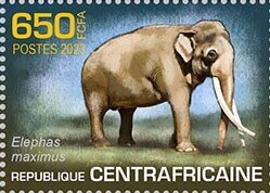 Asian elephant (Elephas maximus)