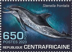 Atlantic spotted dolphin (Stenella frontalis)