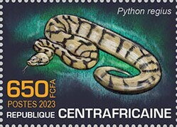 Ball python (Python regius)