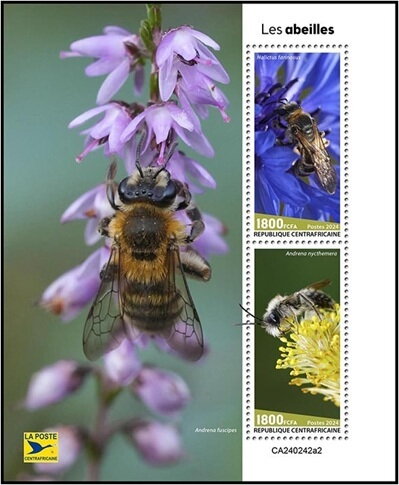 Bees (Halictus farinosus) and (Andrena nycthemera)