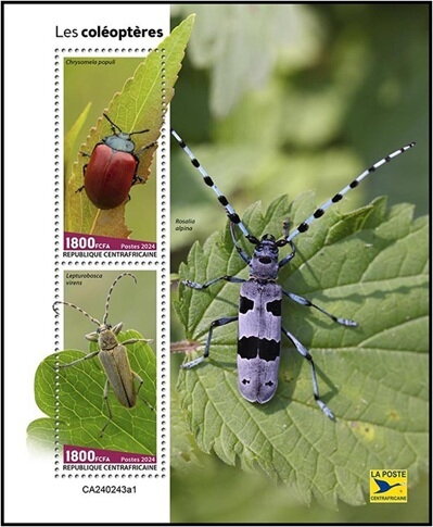 Beetles (Chrysomela populi) and (Lepturobosca virens)