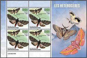 Mini Sheet, Bernathonomus piperita, Central African Republic,  , Butterflies and Moths, Insects