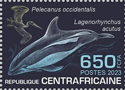Brown pelican, Atlantic white-sided dolphin