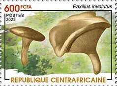 Brown Roll-Rim (Paxillus involutus)